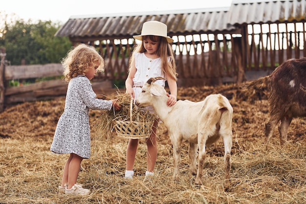 Due bambine insieme nella fattoria in estate che hanno un fine settimana con le capre