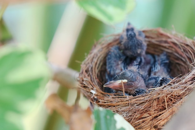 Due bambini orientali di gazza-pettirosso nel nido e in attesa di cibo dai loro genitori.