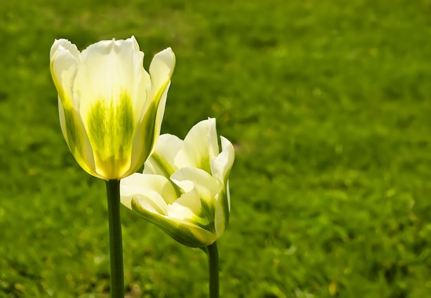 Due bei tulipani gialli