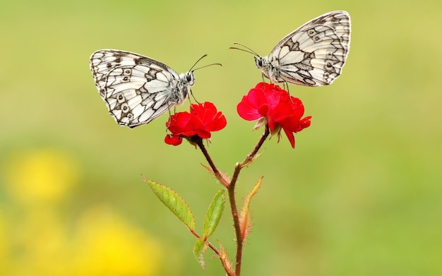 Due bellissime farfalle si siedono su un fiore rosso