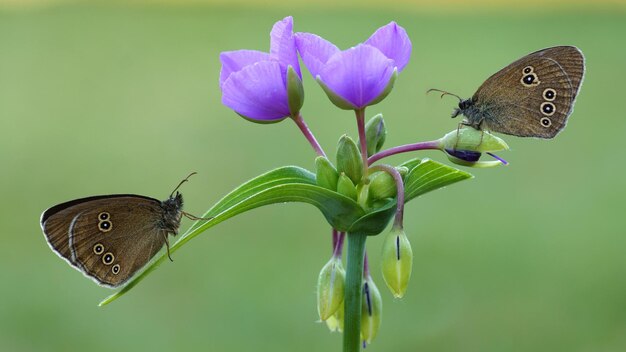Due bellissime farfalle sono sedute su un fiore.