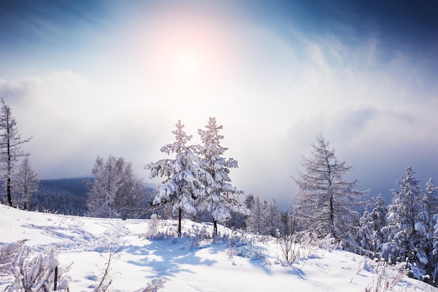 Due bellissimi alberi innevati in montagna al tramonto. Paesaggio invernale. Effetto tonificante creativo