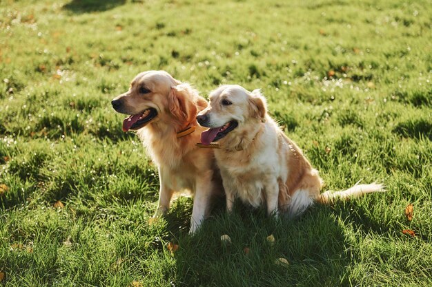 Due bellissimi cani Golden Retriever fanno una passeggiata all'aperto nel parco insieme