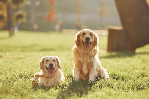 Due bellissimi cani Golden Retriever fanno una passeggiata all'aperto nel parco insieme