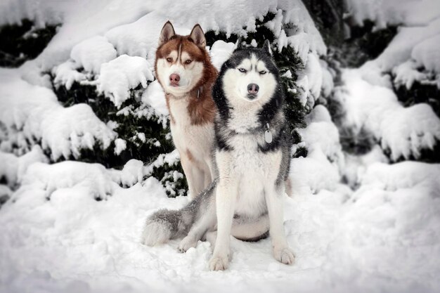 Due bellissimi cani husky siberiani sono seduti nella neve sullo sfondo di un paesaggio invernale Alberi di conifere innevati