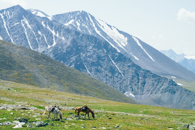 Due bellissimi cavalli pascolano sul verde prato alpino tra grandi montagne innevate.