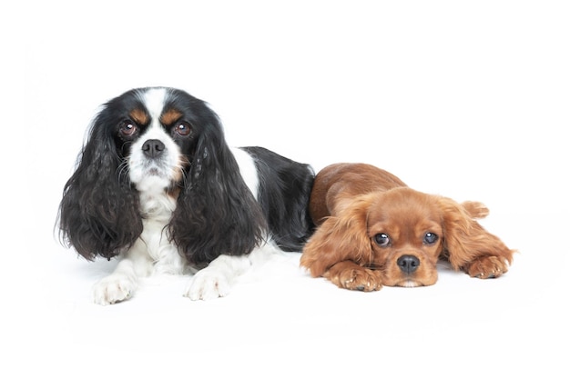 Due bellissimi spaniel isolati su sfondo bianco