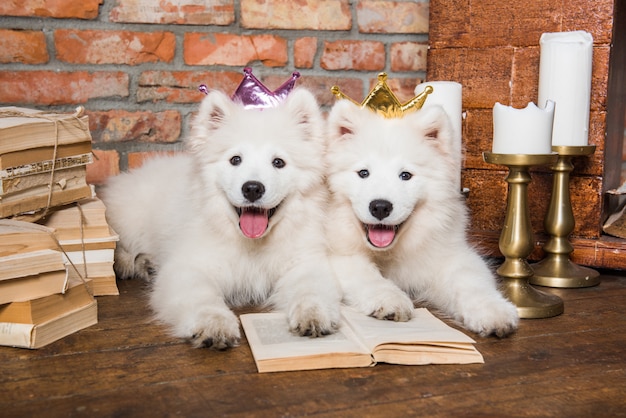 Due bianchi soffici cani Samoiedo cuccioli con libro