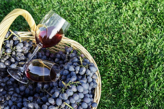 Due bicchieri di vino rosso nel paniere di uva fresca raccolta sul prato, erba verde all'esterno. Degustazione di vini in vigna