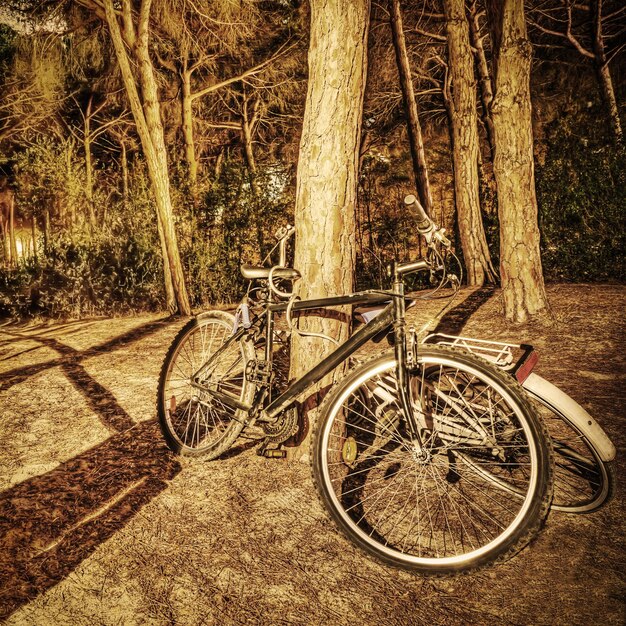 Due biciclette nella foresta di notte in tonalità seppia