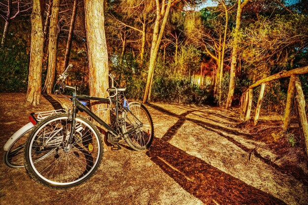 Due biciclette nella foresta di notte