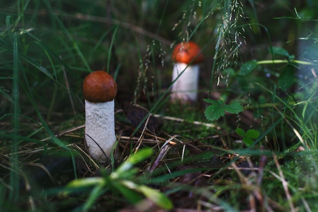 Due boletus con cappuccio arancione che crescono nella foresta in funghi commestibili di erba verde