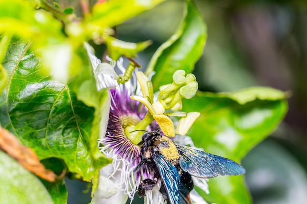 Due bombi nel fiore foto d'archivio