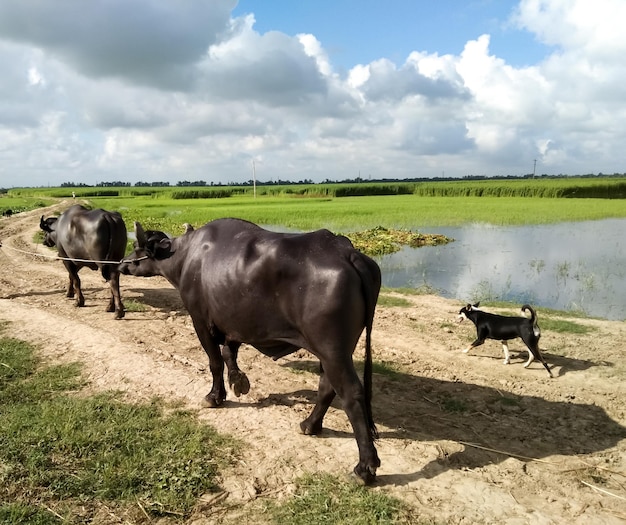 Due bufali del Bangladesh o bufali d'acqua asiatici domestici, bufali neri stanno camminando sulla strada del villaggio.