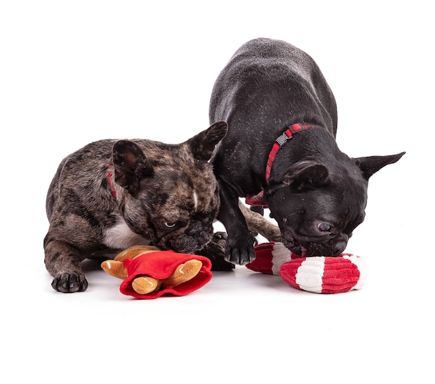 Due Bulldog francesi con cravatte rosse per Natale su sfondo bianco