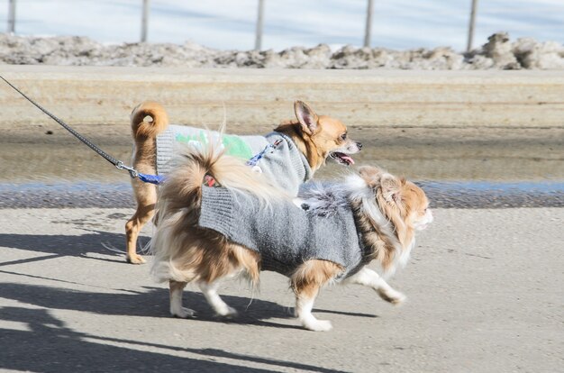 Due cagnolini per una passeggiata nel parco vestiti con caldi vestiti a maglia.