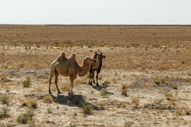 Due cammelli battriani stanno camminando lungo il deserto sabbioso in Kazakistan