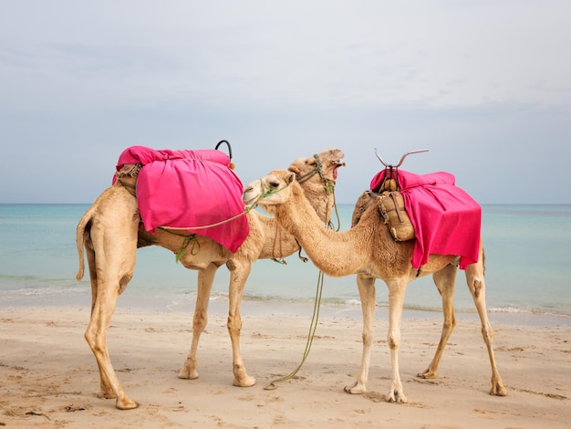 Due cammelli in piedi sulla spiaggia in Tunisia