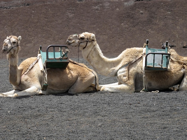 Due cammelli seduti nel deserto