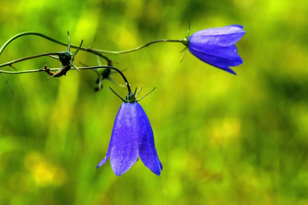 Due campanule blu di fiori selvatici e di prato closeup su uno sfondo verde indistinto