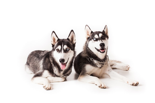 Due cani adulti husky con occhi di colore diverso e una catena intorno al collo, isolati su bianco