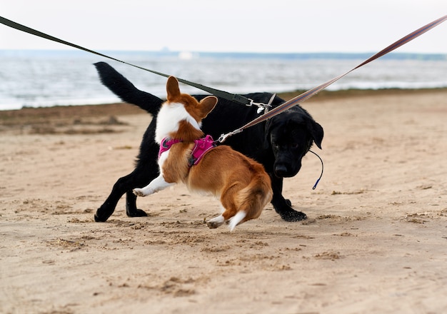 Due cani al guinzaglio si sono incontrati sulla spiaggia sabbiosa e giocano tra loro