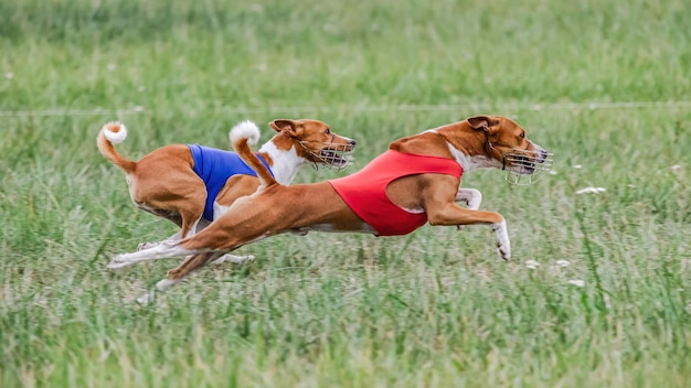 Due cani basenji in magliette rosse e blu che corrono nel campo su una competizione di corsi di esche
