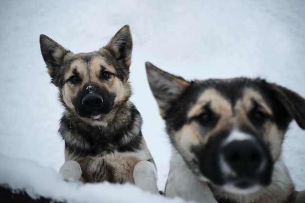 Due cani bastardi grigi del rifugio per senzatetto vogliono trovare una nuova casa e la loro famiglia
