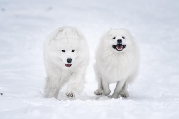 Due cani bianchi di Samoiedo stanno giocando nella foresta invernale