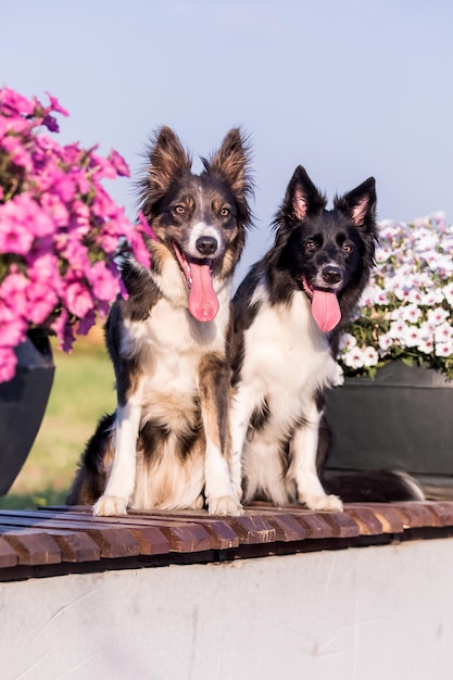 Due cani border collie seduti su un letto di camion con fiori sullo sfondo