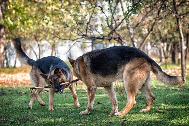 Due cani che combattono per il bastone