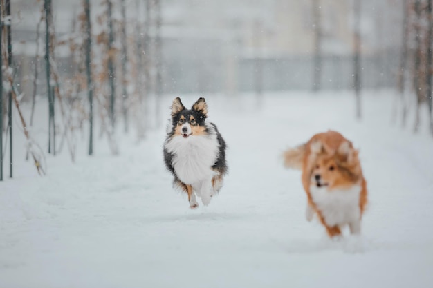 due cani che corrono nella neve