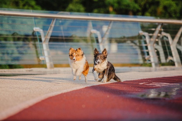 Due cani che corrono su una pista