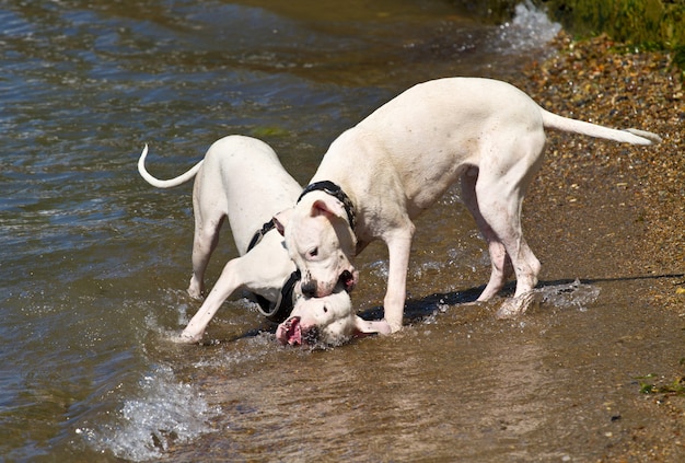 Due cani che giocano e spruzzi in acqua