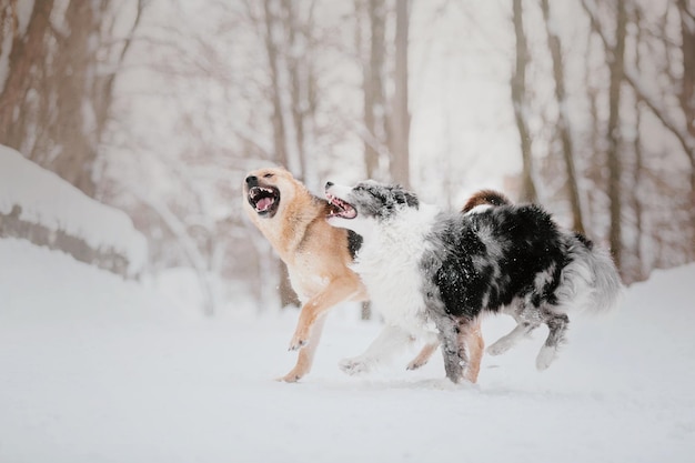 Due cani che giocano nella neve con la scritta "happy" sul fondo.