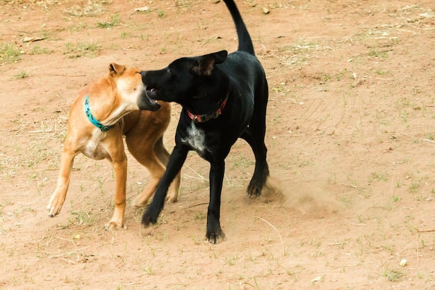 Due cani che si mordono a vicenda Questo è un istinto normale. I cani dello stesso sesso hanno maggiori probabilità di litigare e mordersi a vicenda.