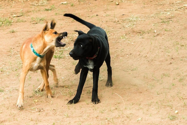 Due cani che si mordono a vicenda Questo è un istinto normale. I cani dello stesso sesso hanno maggiori probabilità di litigare e mordersi a vicenda.