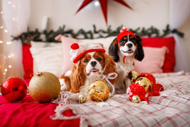 Due cani del Cavalier King Charles Spaniel sono sdraiati sul divano con le decorazioni di Capodanno per l'albero di Natale Cane con le palle di Natale