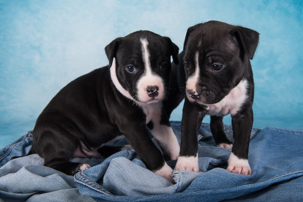 Due cani di american staffordshire terrier in bianco e nero o cuccioli di amstaff su sfondo blu