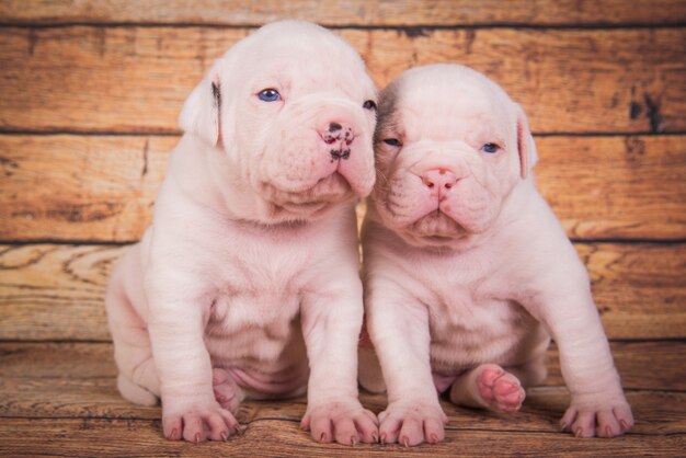 Due cani di cuccioli di Bulldog americano divertenti su fondo di legno marrone