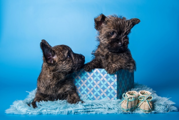 Due cani di cuccioli di Cairn Terrier in contenitore di regalo sul blu
