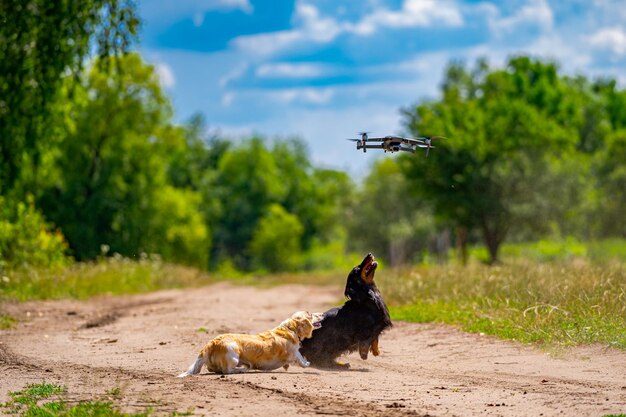 Due cani di piccola razza stanno giocando all'aperto Sfondo verde della natura Cane nero e zenzero