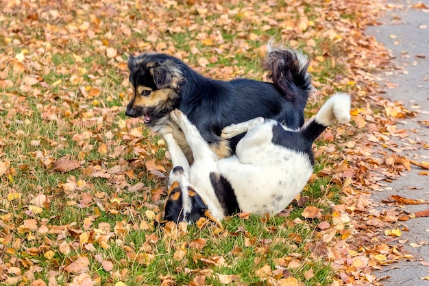 Due cani di piccola taglia giocano in giardino sull'erba ricoperta di foglie d'autunno