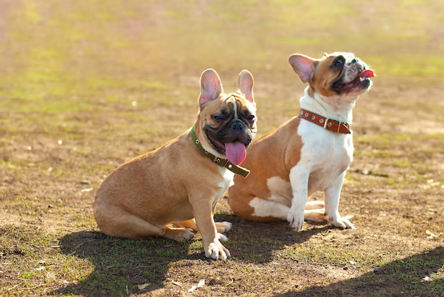 Due cani di razza Bulldog francese siedono a terra