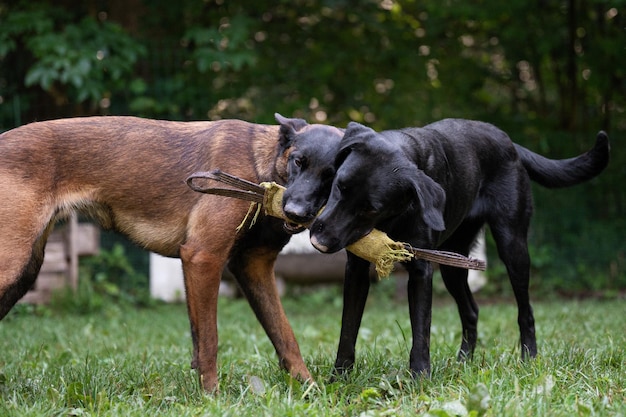 Due cani di razza nera labrador retriever e pastore malinois belga che tengono e tirano per un giocattolo