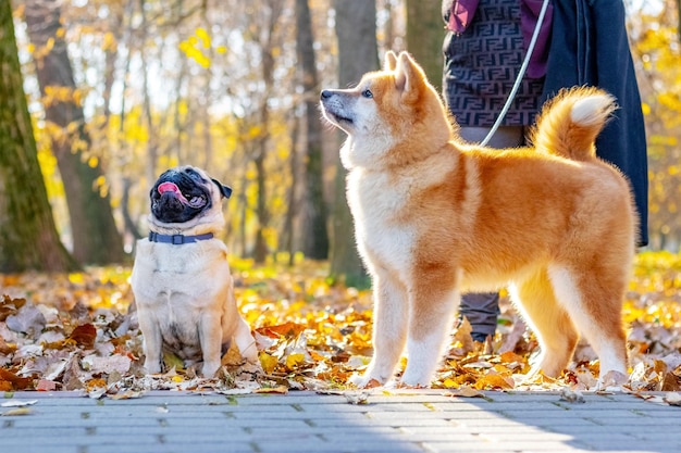 Due cani di razza pug e akita nel parco autunnale mentre camminano vicino alla sua padrona