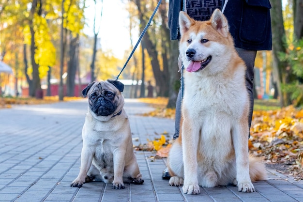 Due cani di razza pug e akita nel parco autunnale mentre camminano vicino alla sua padrona