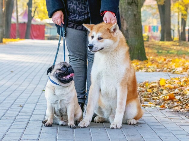 Due cani di razza pug e akita nel parco autunnale mentre camminano vicino alla sua padrona