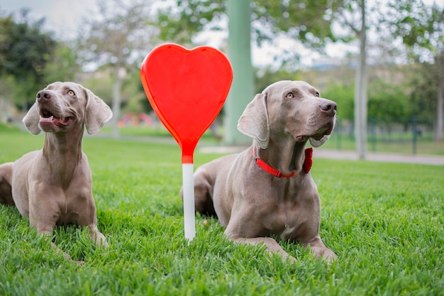 Due cani di razza Weimaraner siedono nell'erba verde del parco e un bellissimo e grande cuore rosso al centro.