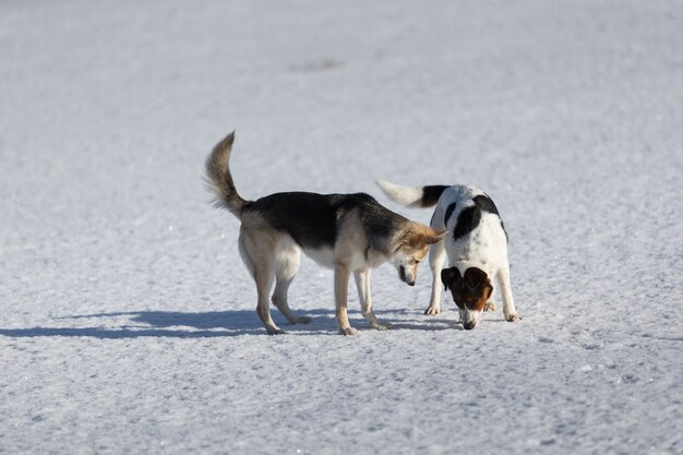 Due cani divertenti che giocano insieme sul campo di neve invernale all'aperto